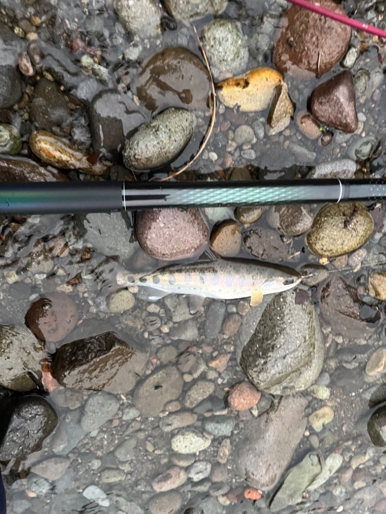 シマノ（SHIMANO） 天平 ZA 硬中硬 53 (渓流竿) : フィッシング遊web店